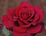 Realistic Red Rose